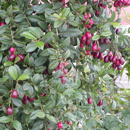 Myrte d'Australie 'Newport' / Eugenia myrtifolia Newport